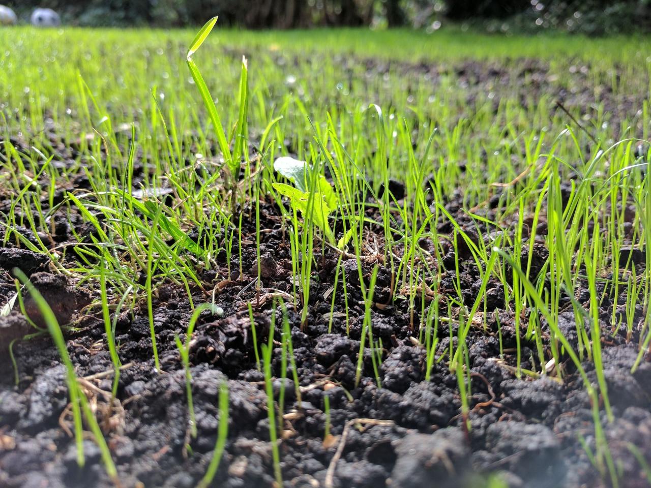 How to Achieve the Best Growth by Timing Your Grass Seed Sowing