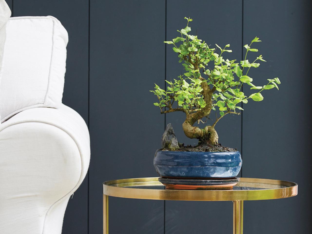 How to Choose a Bonsai Pot That Fits Your Home Décor