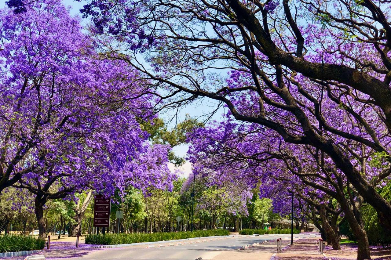 The Ultimate Guide to Jacaranda Tree: Tips for Achieving Beautiful and Vibrant Blooms