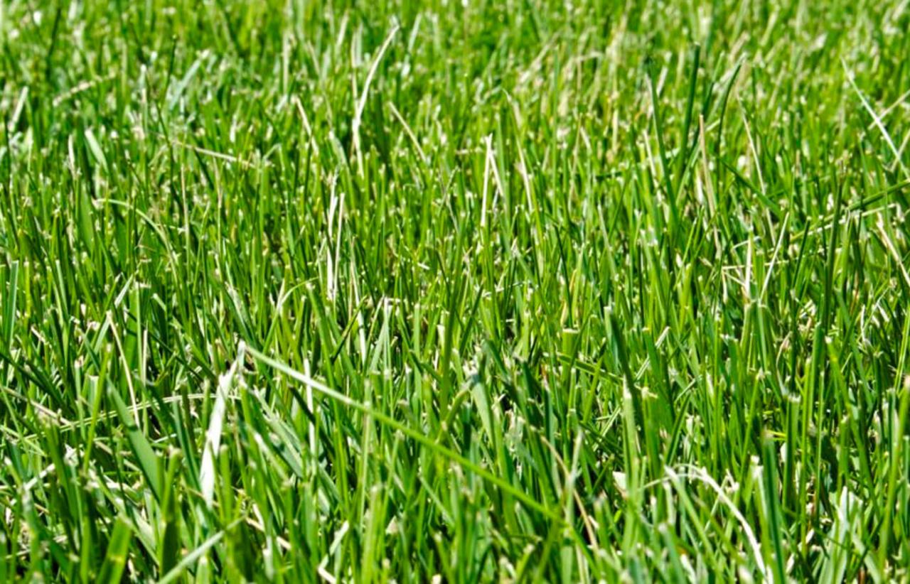 How to Choose the Best Time to Sow Grass Seed for Stunning Lawn Results