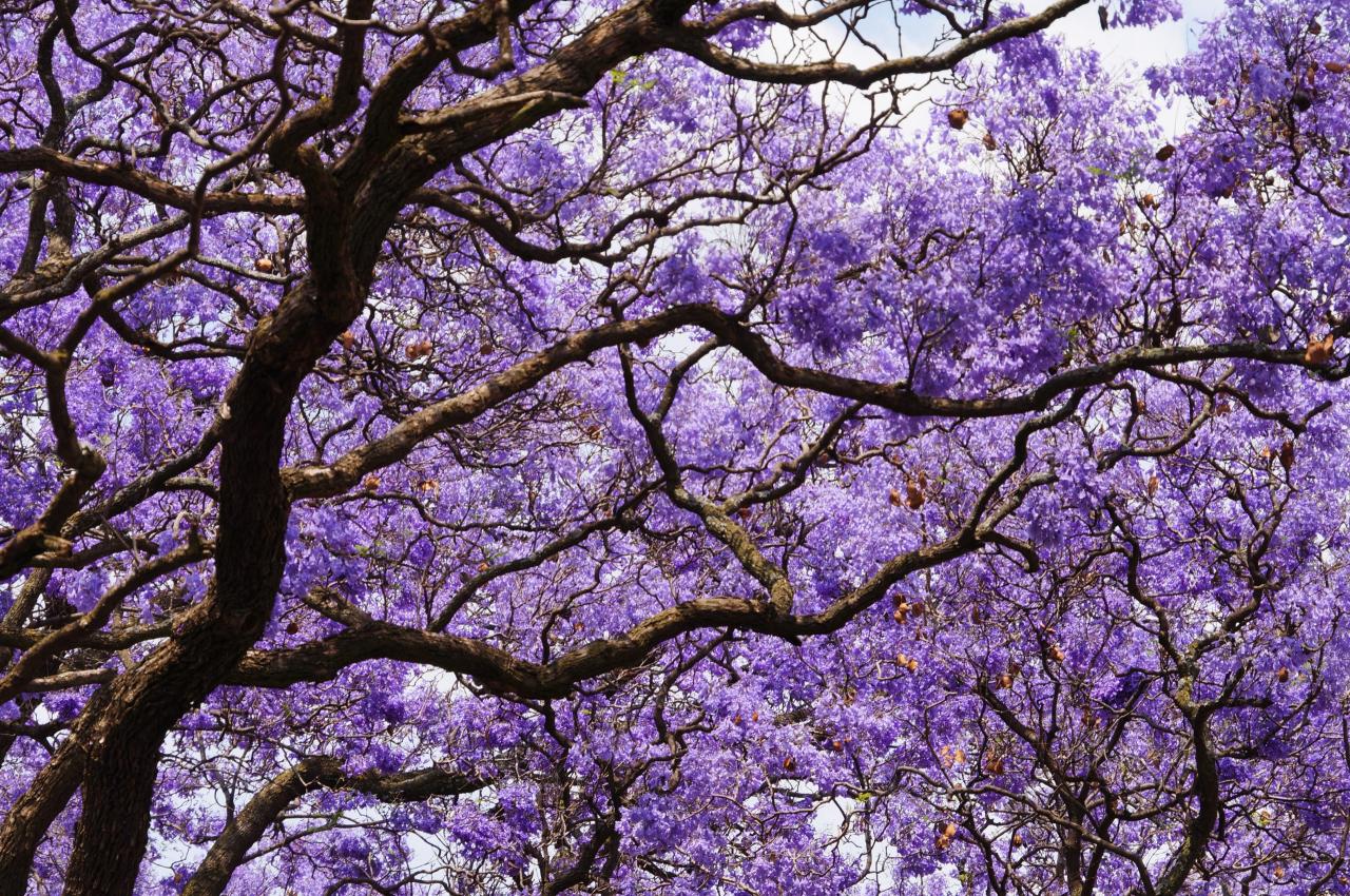 Jacaranda Tree Guide: Vibrant Blooms & Care