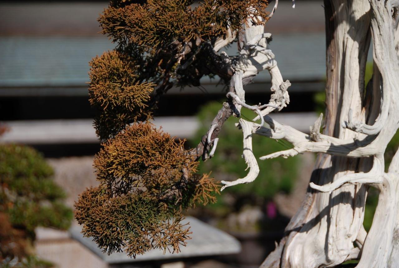 How To Prevent Root Rot In Juniper Bonsai