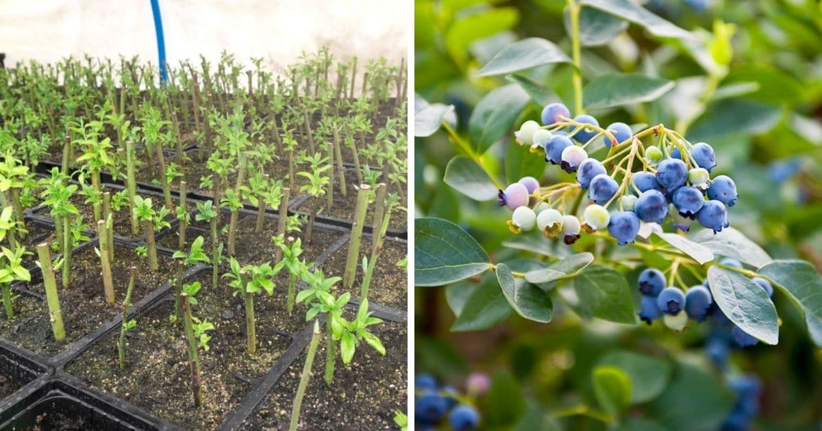 Blueberry Bush Propagation: How to Grow Your Own Berry Farm