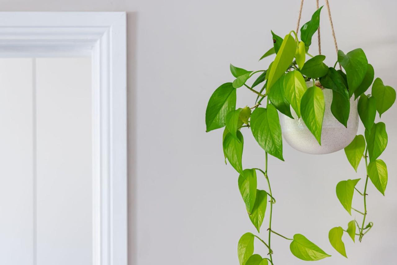 Best Indoor Vines to Use as Halloween Houseplants