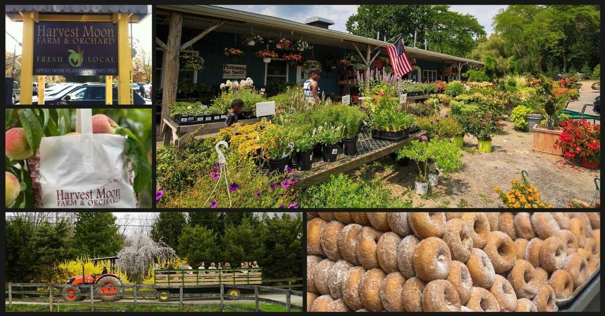 How to Enjoy Every Moment at Harvest Moon Orchard This Year