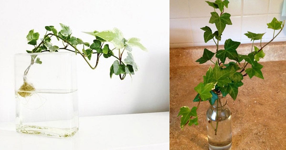 Propagate Ivy: Create a Beautiful Climbing Vine