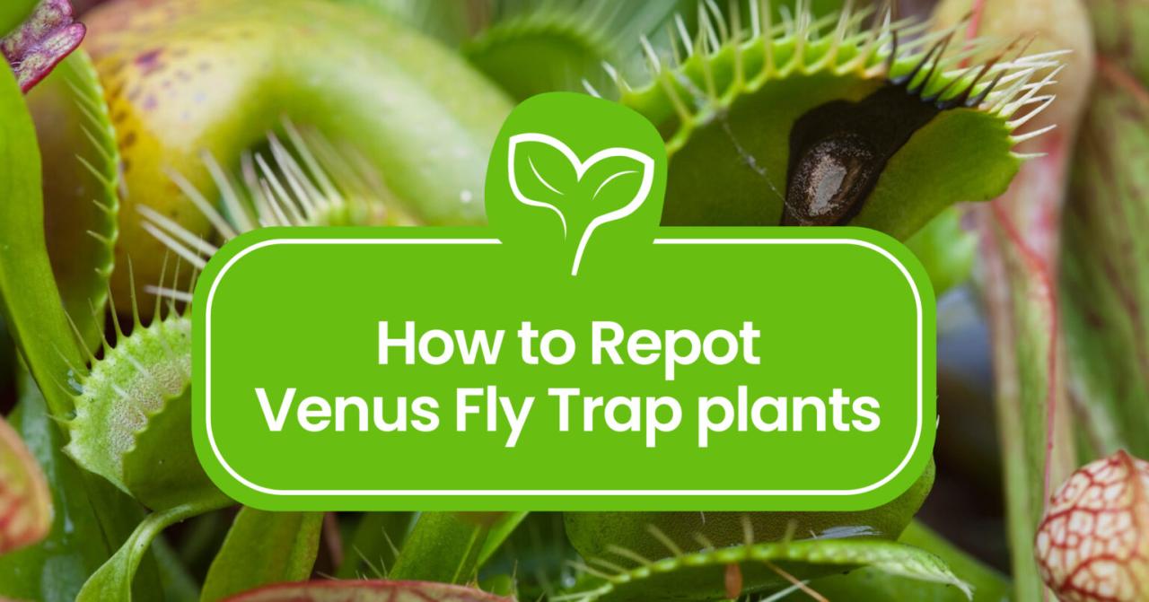 Venus Fly Trap Propagation for Beginners: An Easy Guide