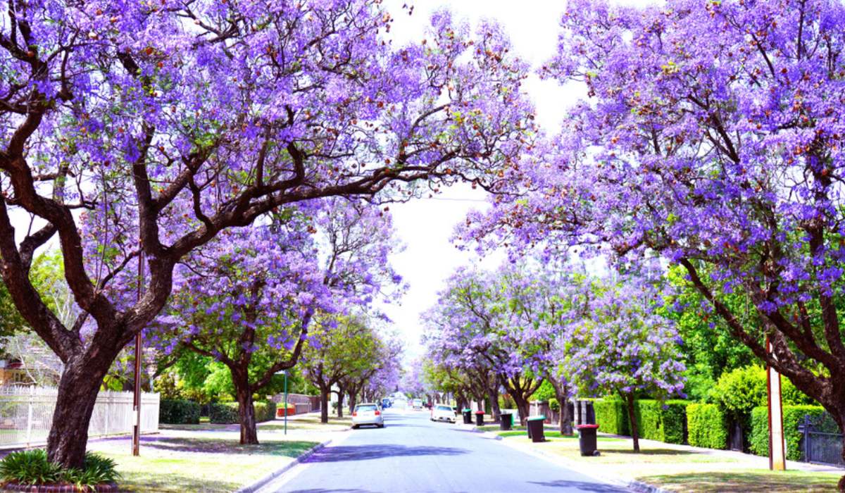 The Ultimate Guide to Jacaranda Tree: Tips for Achieving Beautiful and Vibrant Blooms