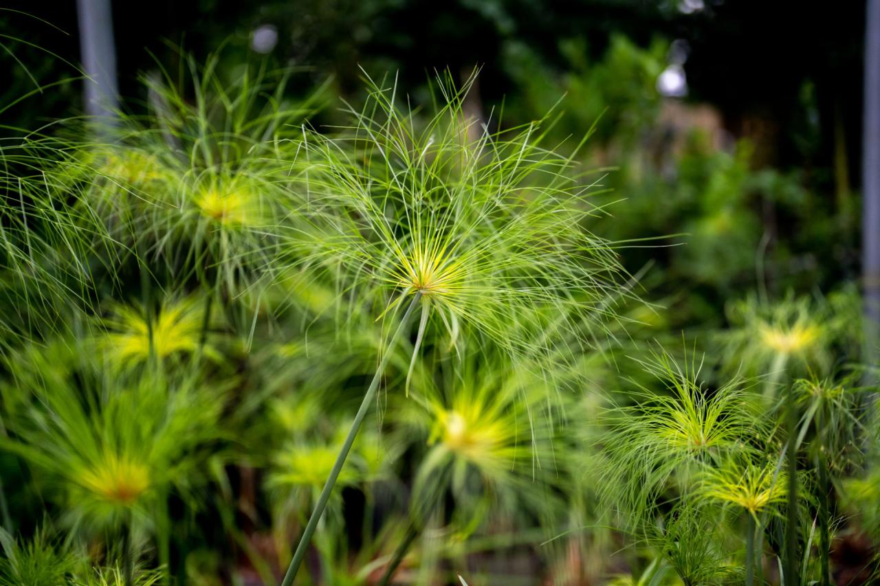 Discover How to Grow and Maintain Papyrus Plant for a Stunning Garden Addition