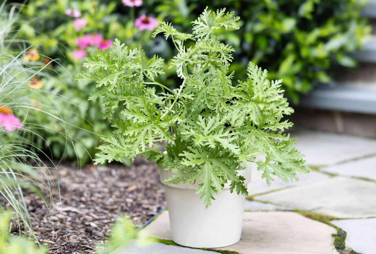 Cultivate Citronella: Fragrant, Pest-Free Garden