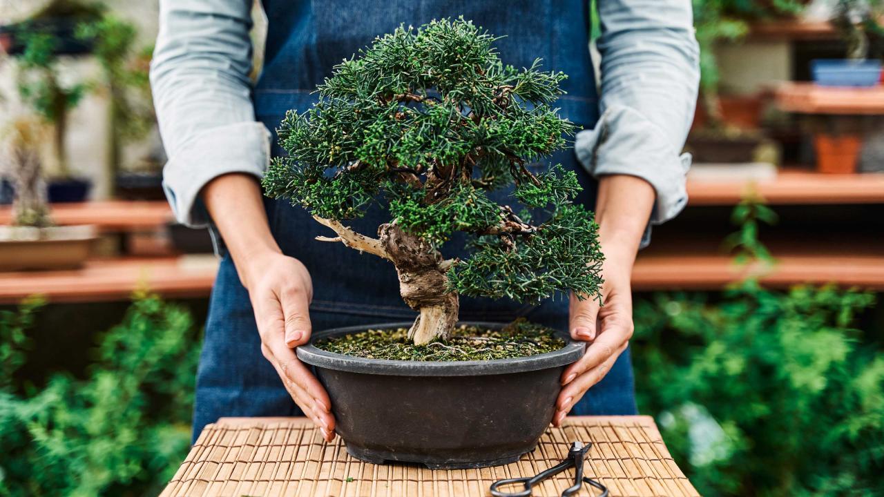 Bonsai