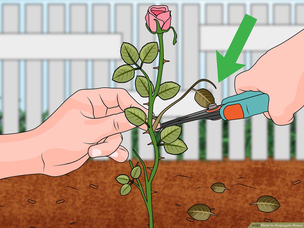 Propagate Roses from Cuttings: Expert Tips for a Lush Garden