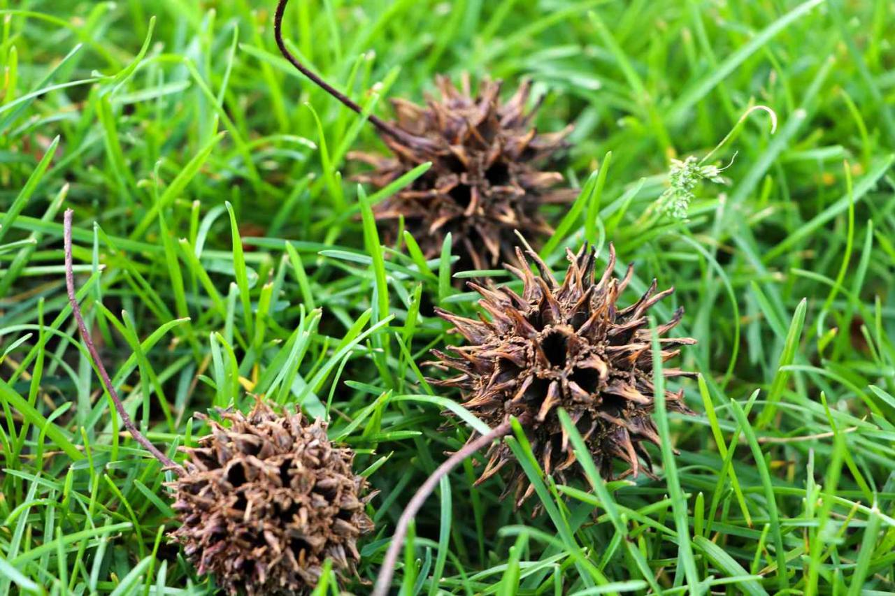 Spiky Seeds: Natures Genius Way of Protecting the Future