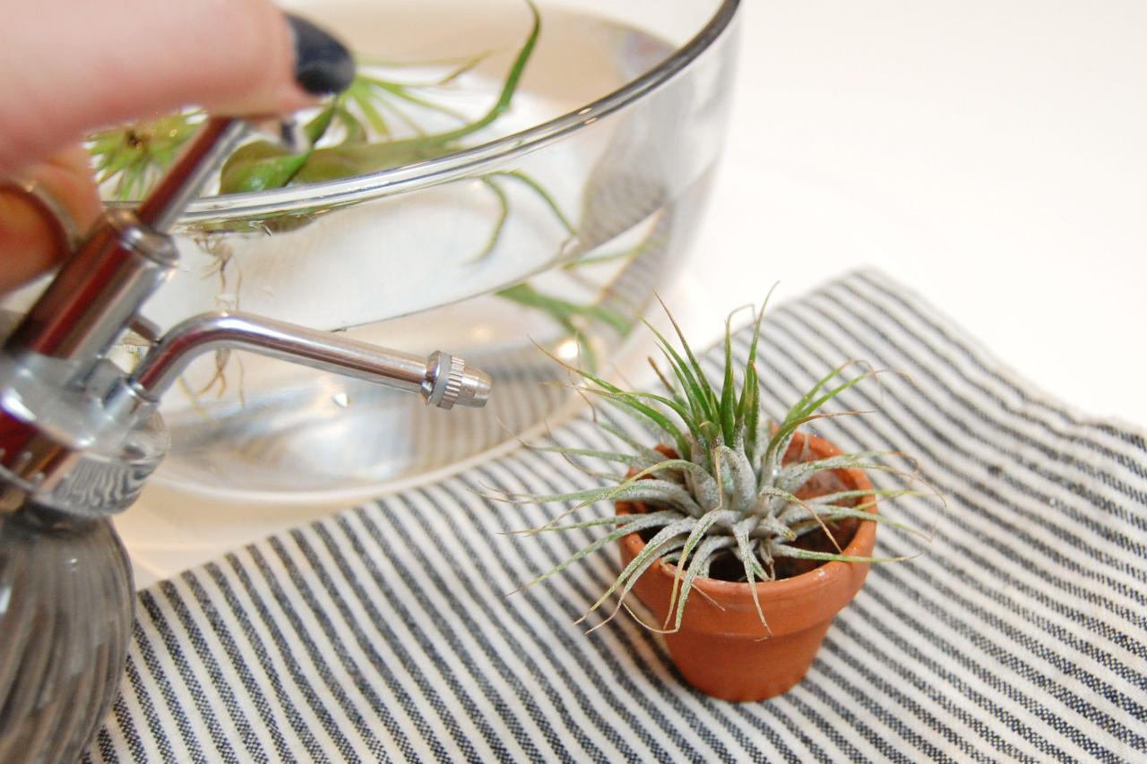 Watering Tips for New Air Plant Owners: A Guide to Success