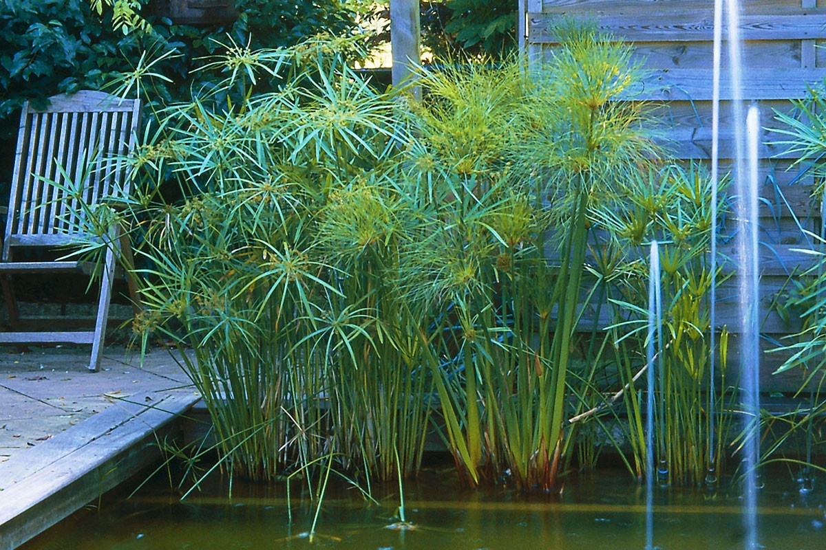 Discover How to Grow and Maintain Papyrus Plant for a Stunning Garden Addition