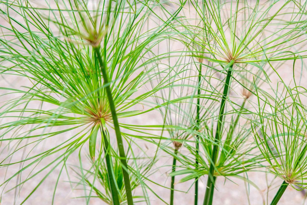 How to Create a Stunning Garden Feature with Papyrus Plant: Essential Growing Tips