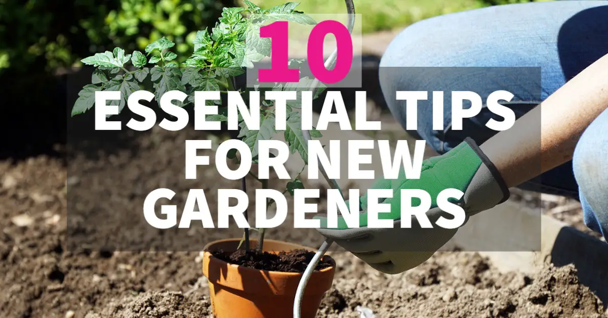 Tips beginner gardeners garden gardening improves mood extra sun really life get produce stressing time wonderful such