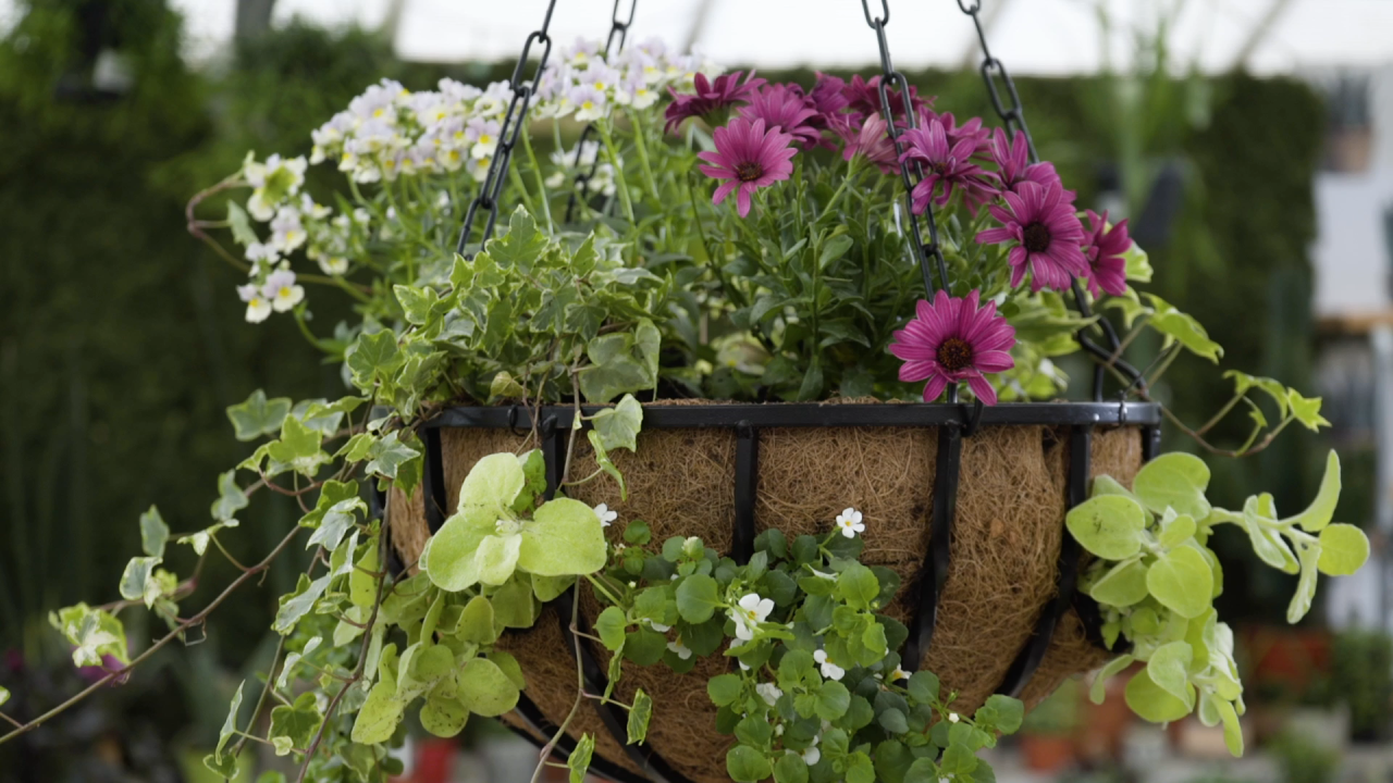 How to Grow Common Houseplants in Hanging Baskets