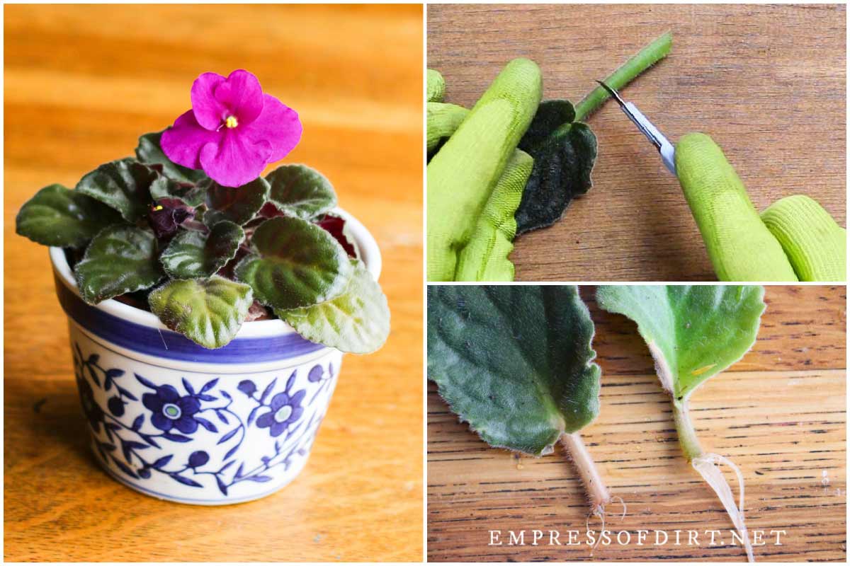 Propagating African Violets: A Foolproof Step-by-Step Guide