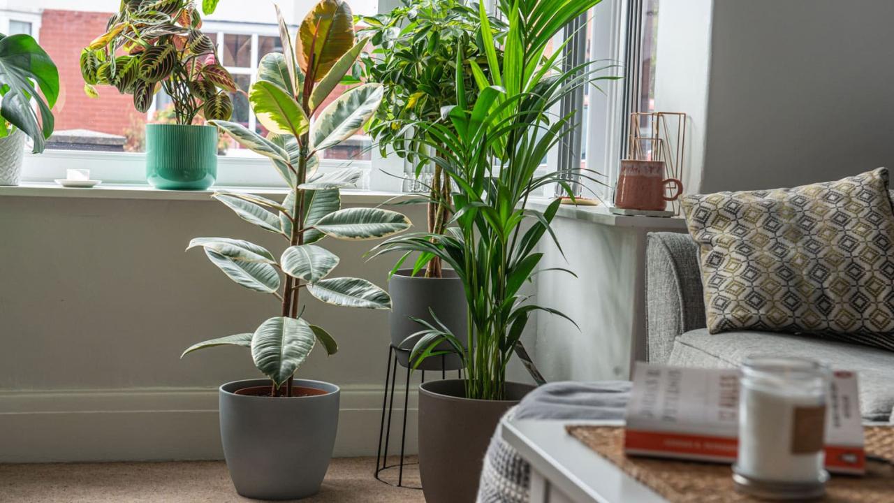 How to Achieve the Perfect Balance With Large Indoor Plants