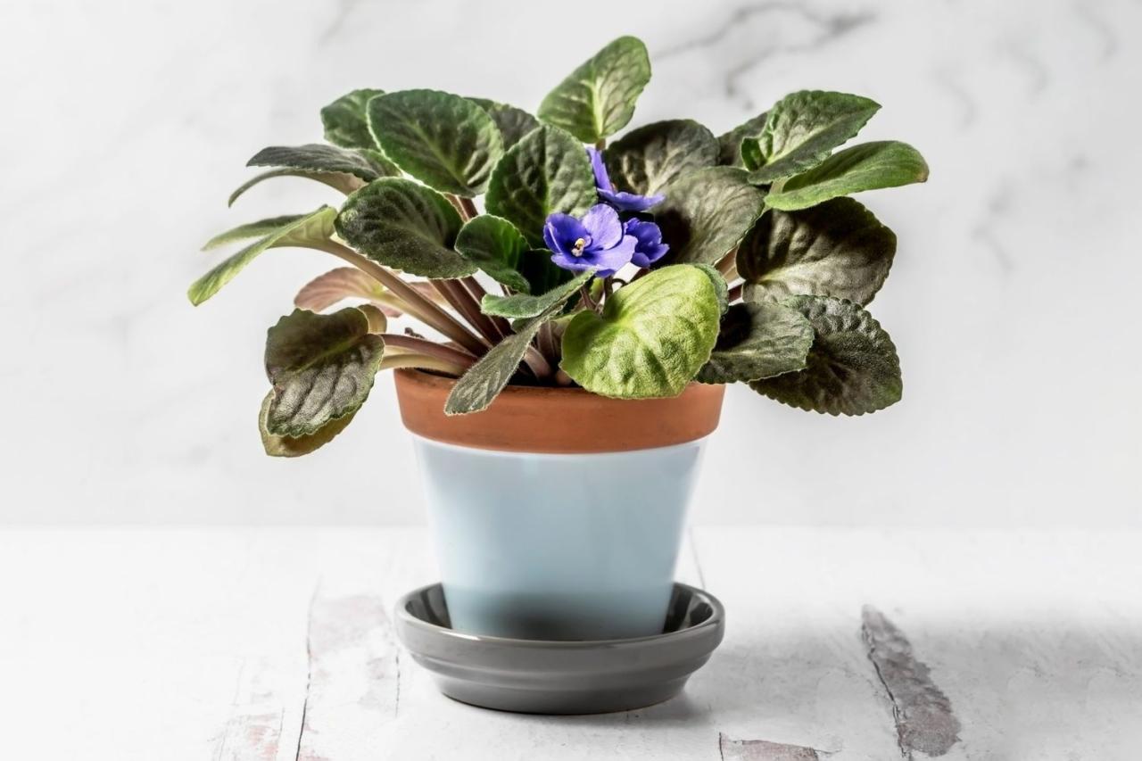 Propagating African Violets: A Foolproof Step-by-Step Guide