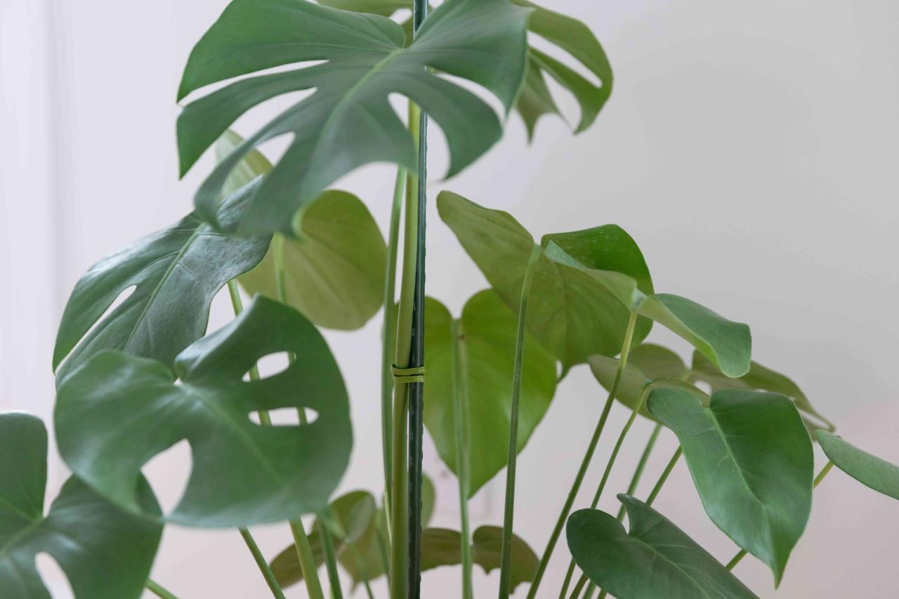 How To Use Stakes To Support A Growing Money Plant