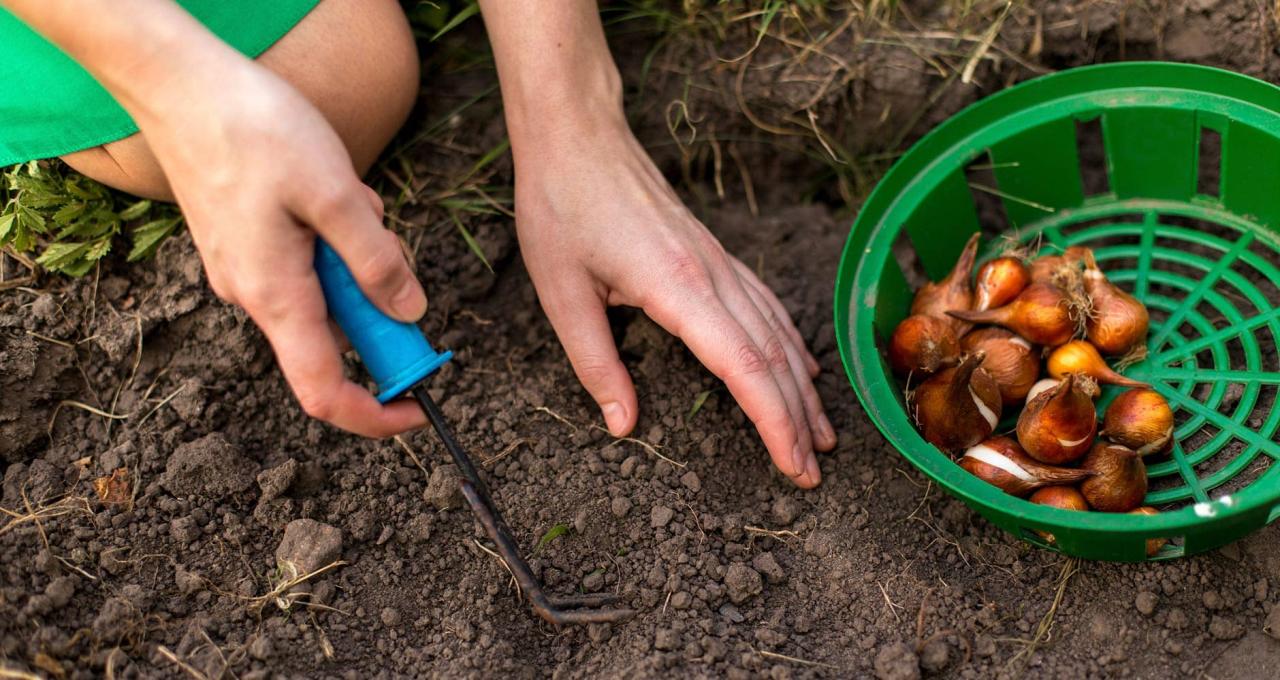 5 Easy Steps To Plant Spring Flowering Bulbs In Fall