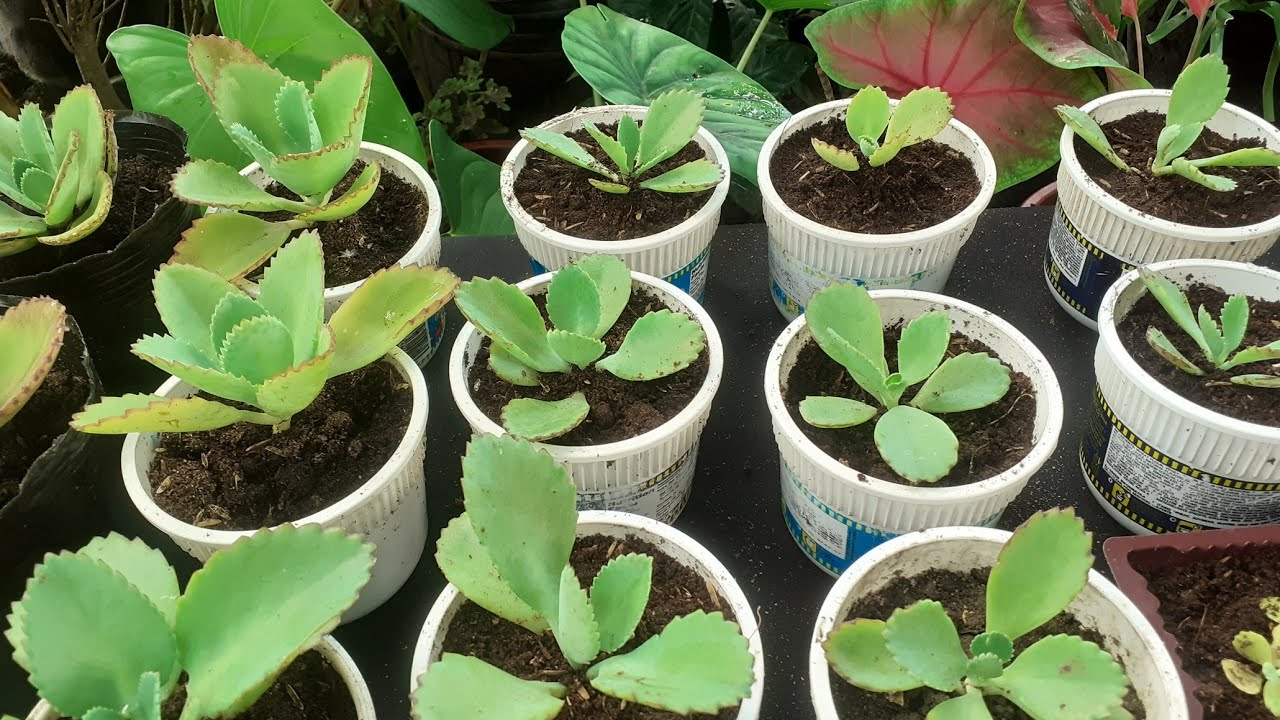 Master Mother of Thousands Propagation with These Easy Steps