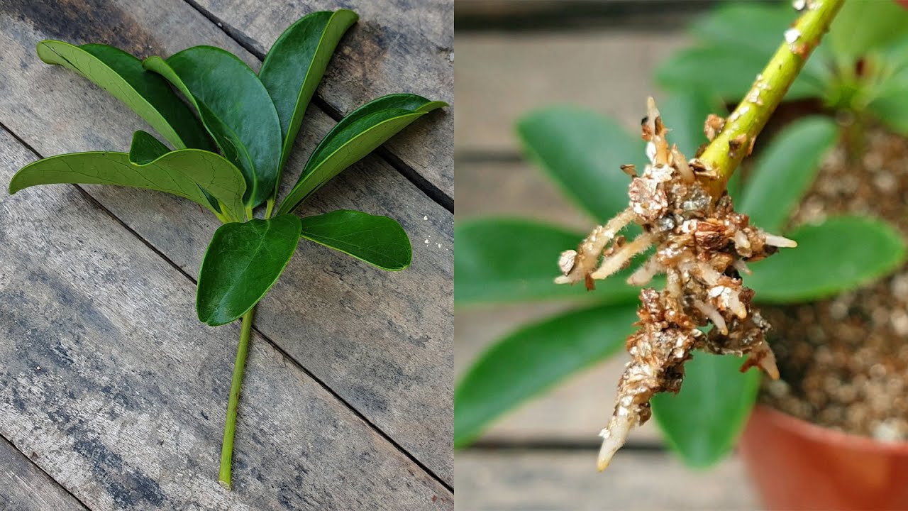 How to Create a Vibrant Schefflera Collection Using Propagation Techniques