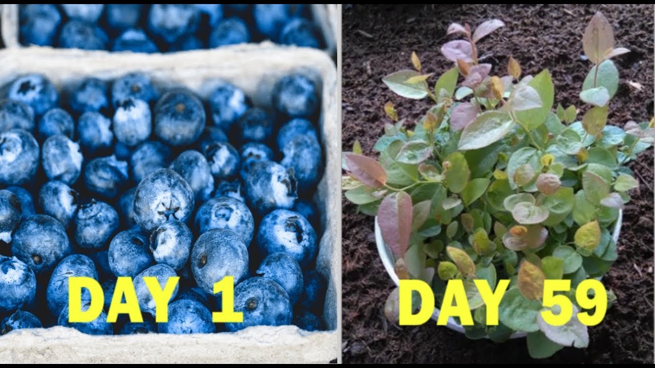 Blueberry Bush Propagation: How to Grow Your Own Berry Farm