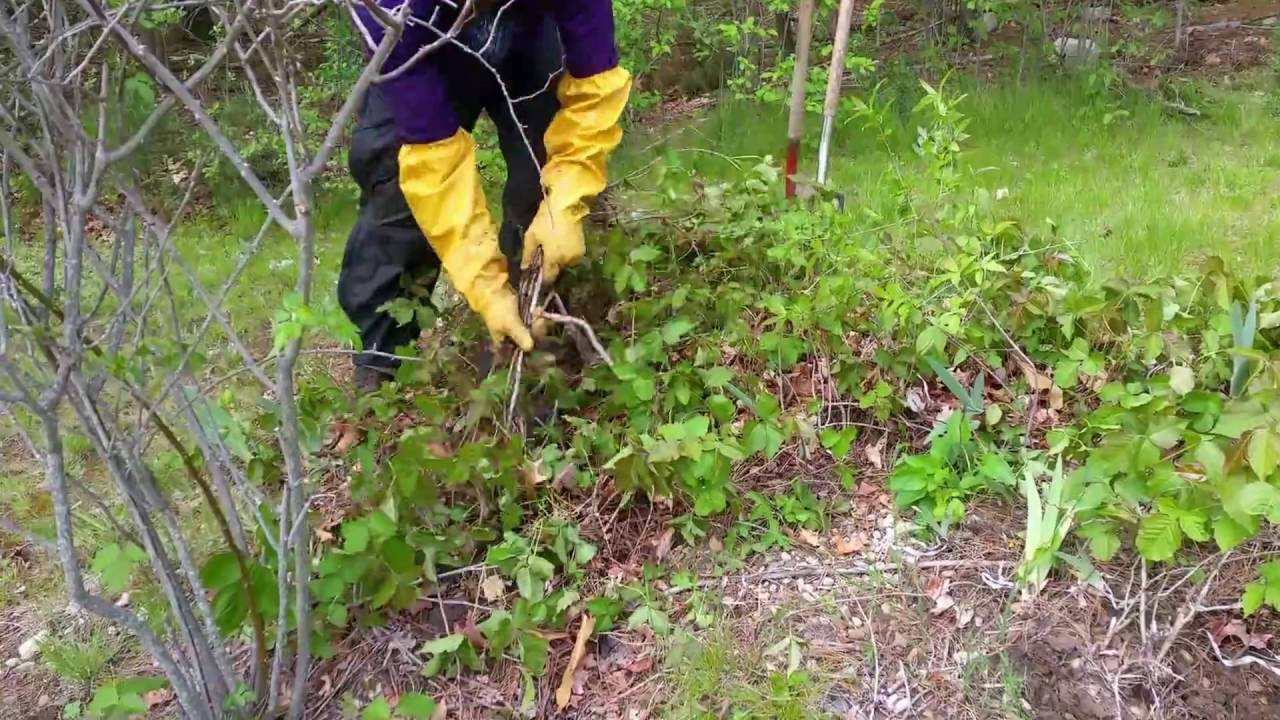 How to Safely Get Rid of Poison Ivy in Dense Garden Areas