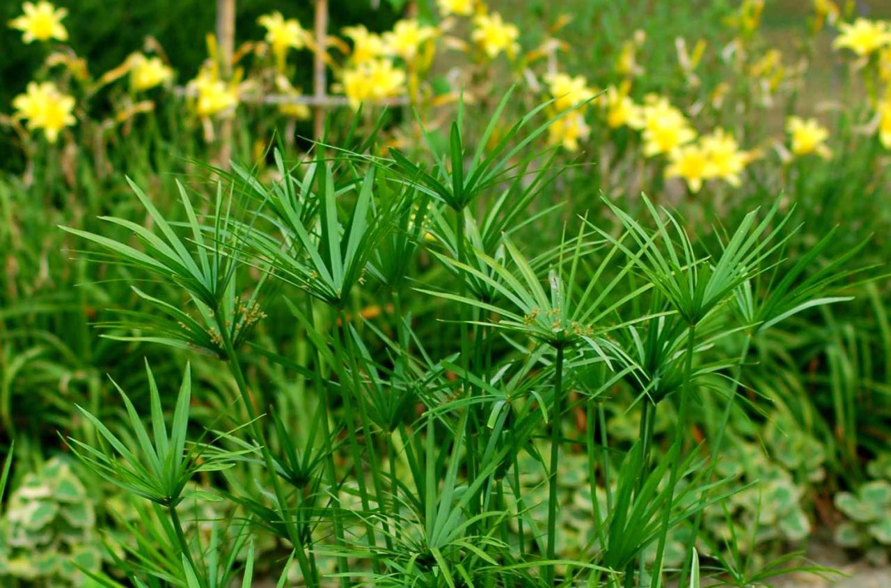 How to Create a Stunning Garden Feature with Papyrus Plant: Essential Growing Tips