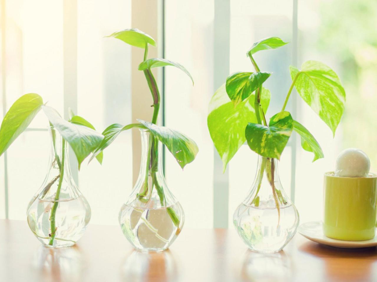 How to Propagate Pothos in Soil: Quick Tips for Gorgeous Plants!