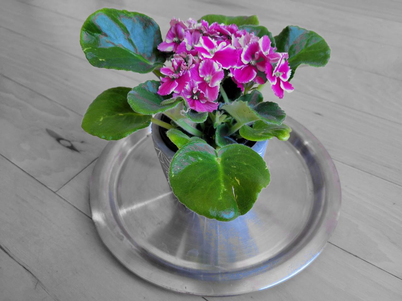 Propagating African Violets: A Foolproof Step-by-Step Guide