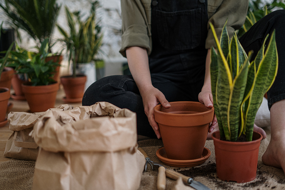 How to Repot Hanging Plants Without Making a Mess