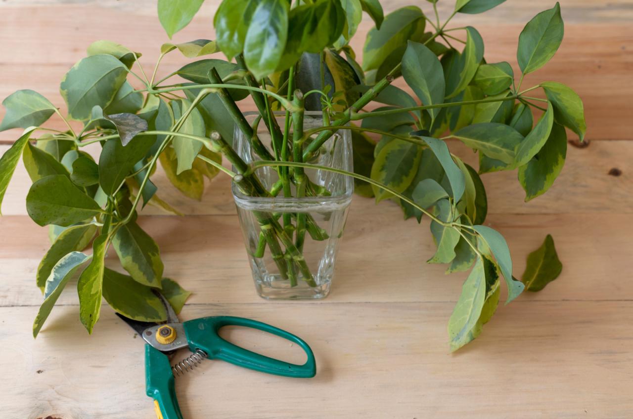 How to Create a Vibrant Schefflera Collection Using Propagation Techniques