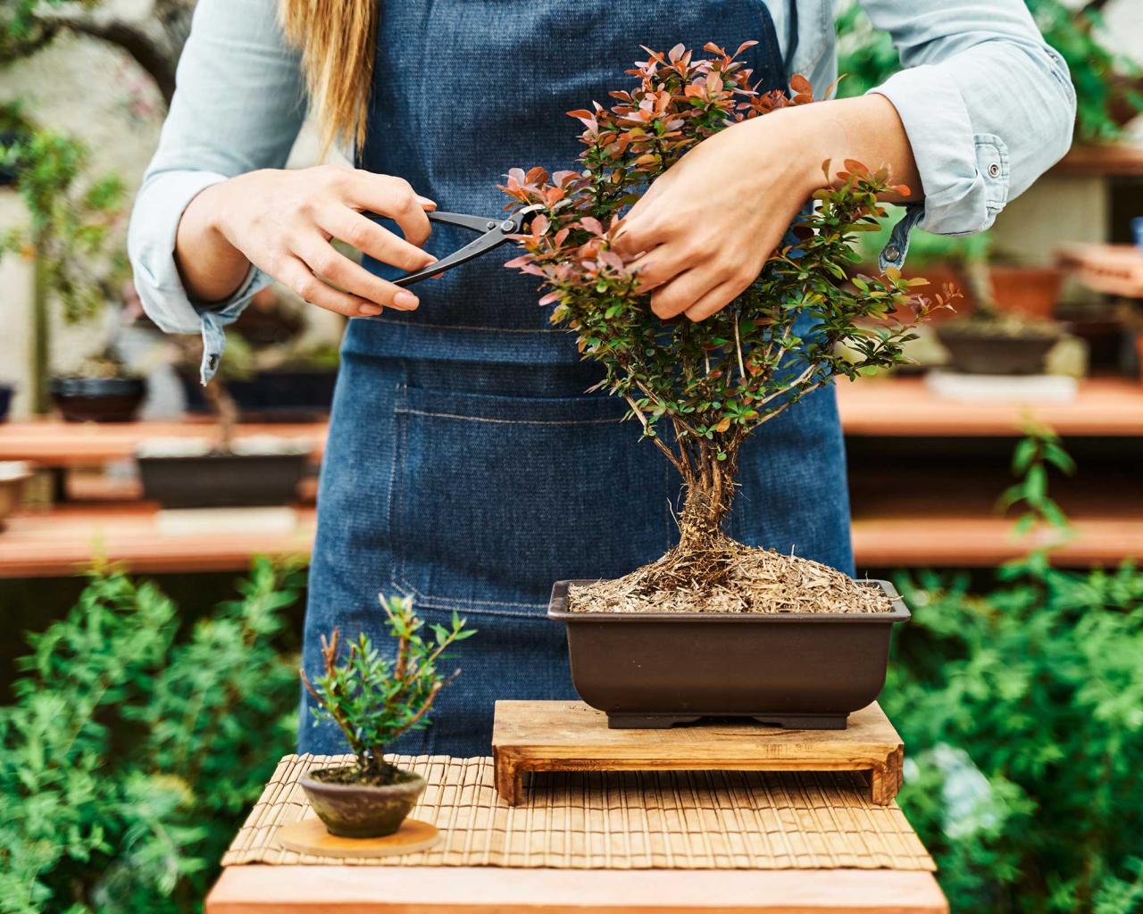 Top Tips for Keeping Your Bonsai Tree Healthy